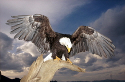 webassets/eagle3.jpg